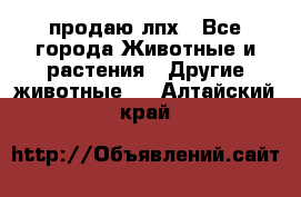 продаю лпх - Все города Животные и растения » Другие животные   . Алтайский край